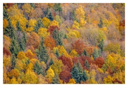 Paysage alsacien 3