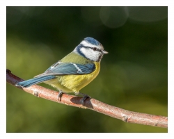 Mésange à tête bleu