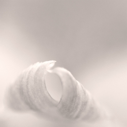 Essai sur un Iris