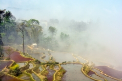 Brume