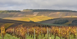Robe dorée ; Chablis n'est pas loin .