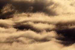 Tempête sur la sapinière