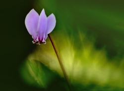 Solitaire.