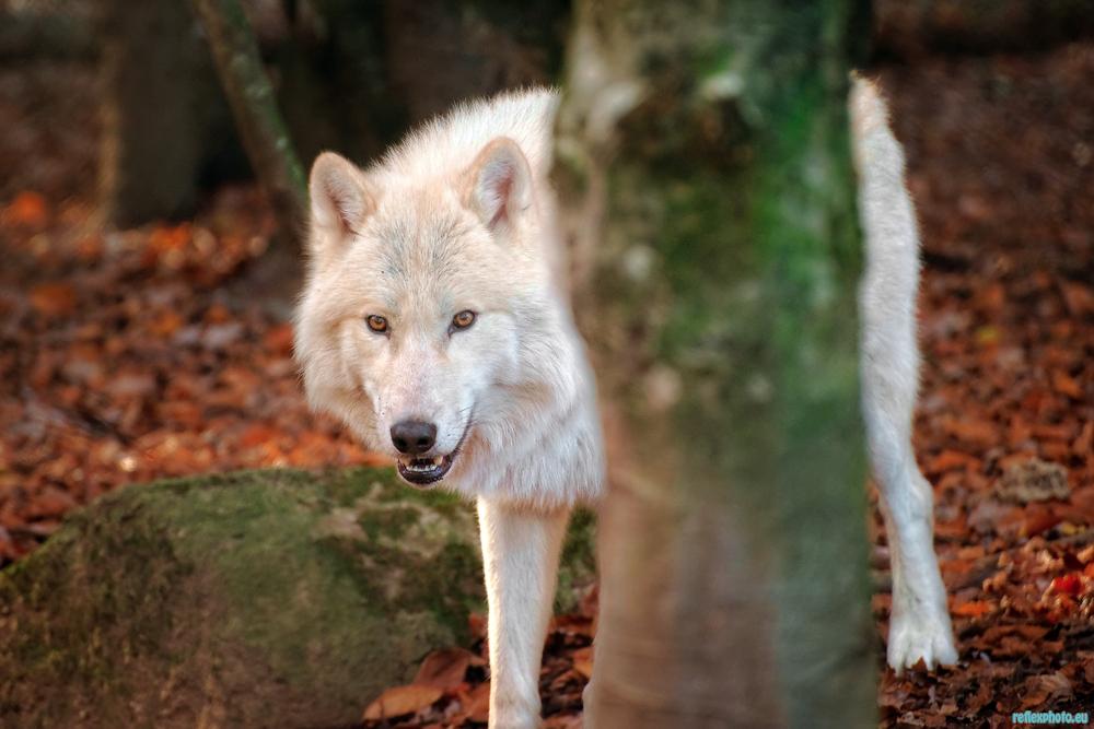 Loup Blanc (série)