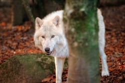 Loup Blanc (série)