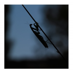 Mante au coucher 3