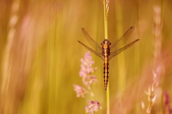 Orthetrum Cancellatum