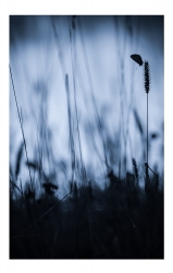 Papillon au coucher