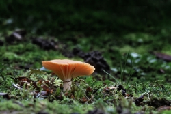 Dans le jardin de ma belle mère.