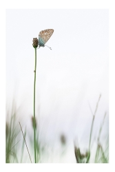 Papillon perché