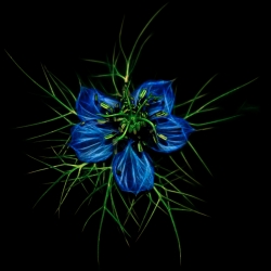 Nigelle d'été