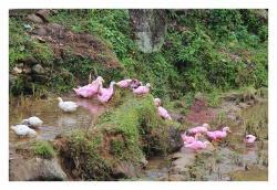 Les filles d'abord