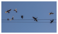 Le chant des cormorans