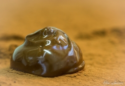 Truffe
