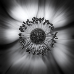 Couronne