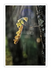 Pluie de lumière