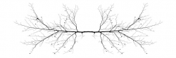 Symétrie