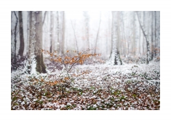 Sa première neige