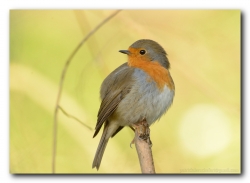 Contempler l'aube... et chanter...