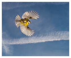 Mésange bleue