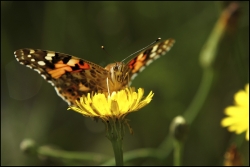Mes premiers papillons....