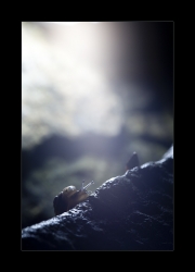 Inside the forest