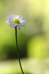Anisée