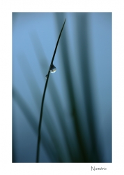 Perle d'eau