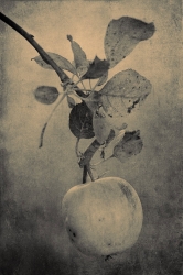 La pomme d'Adam