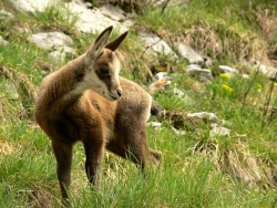 jeune chamois