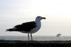 partir a belle ile ?