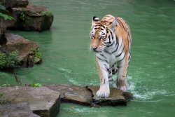 Panthera tigris