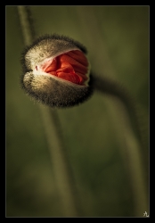 Eclosion