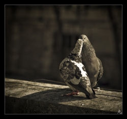 Tendre baiser...