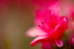 Fuzzy rise II ...