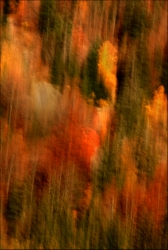 Forêts en feu (2)
