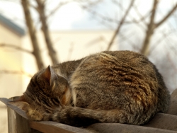 le dormeur