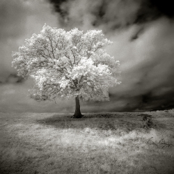 un arbre...