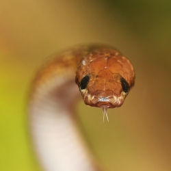 hypnoptique