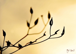 automnale