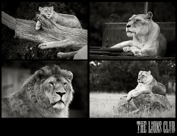 Lions Club