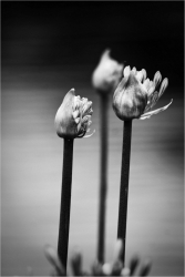 Eclosion