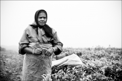 La cueilleuse de thé
