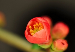 Eclosion d'un bourgeon(Cognassier du Japon)