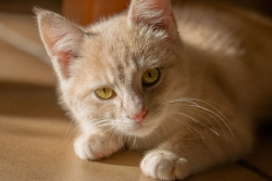 chat roux.jpg