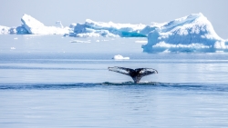 Baleine du Groenland