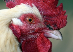 Monsieur Coq.
