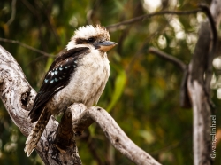 Le Kookaburra