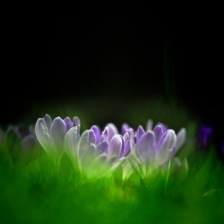 Bouquet.
