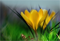 Jaune